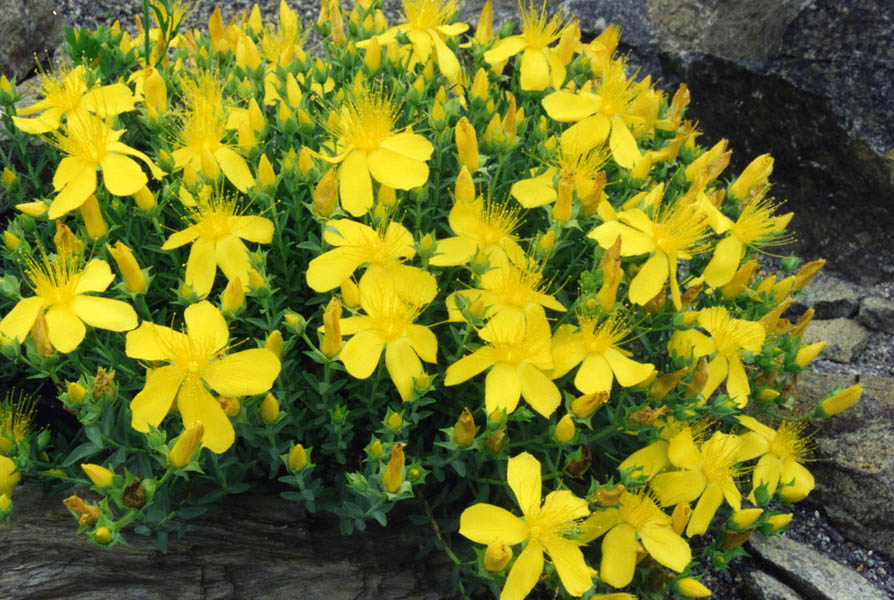 Hypericum olympicum en fleurs sur des pentes caillouteuses des Balkans